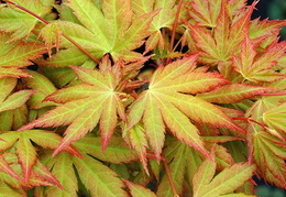 Acer palmatum 'Orange Dream'