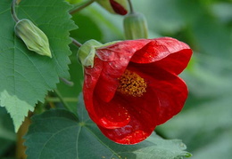 Abutilon 'Nabob'