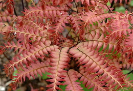 Adiantum aleuticum 'Japonicum'