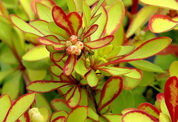 Berberis thunbergii 'Diabolicum'