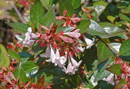 Abelia x grandiflora