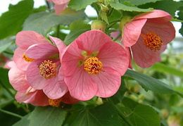 Abutilon 'Hellen'