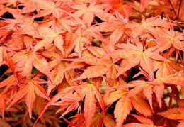 Acer palmatum 'Shindeshojo'