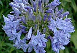 Agapanthus 'Glenavon'
