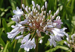 Agapanthus 'Silver Mist'