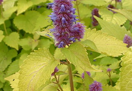 Agastache rugosa 'Golden Jubilee'