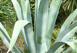 Agave americana