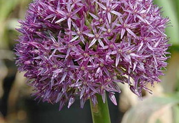 Allium 'Globemaster'