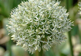 Allium 'Mont Blanc'