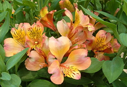 Alstroemeria 'Saturne'