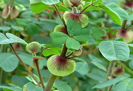 Amicia zygomeris