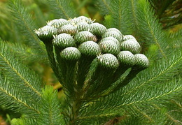Brunia albiflora
