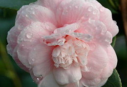 Camellia japonica 'Duchesse Decazes'