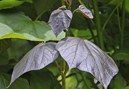 Catalpa x erubescens 'Purpurea'