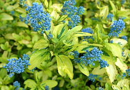Ceanothus 'Pershore Zanzibar'