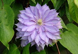 Clematis 'Countess of Lovelace'