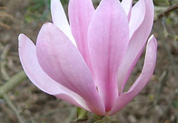 Magnolia 'Ann'