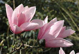 Magnolia 'Star Wars'