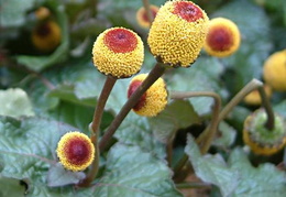 Acmella oleracea 'Peek-a-Boo'
