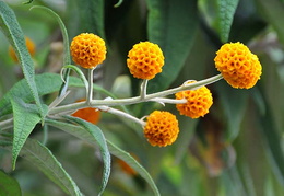 Buddleja globosa