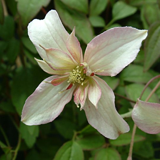 Clematis montana 'Marjorie'.jpg