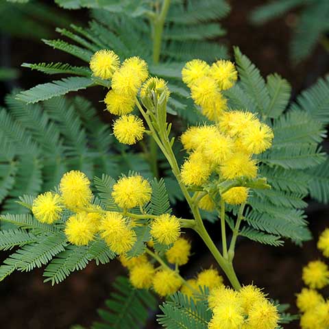 Acacia dealbata 'Gaulois Astier'.jpg