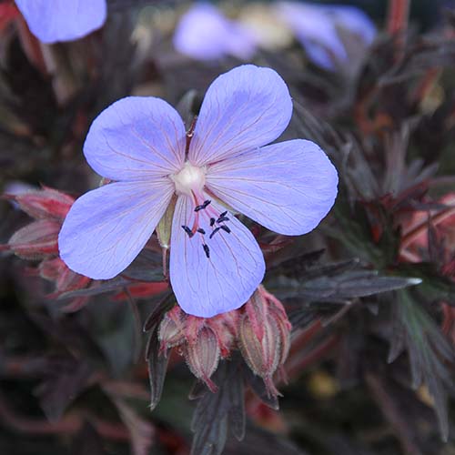 Geranium pratense 'Black Beauty'.jpg